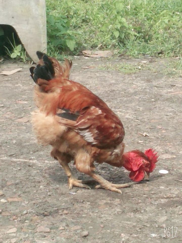 Vendo galinha de capoeira - Foto 4