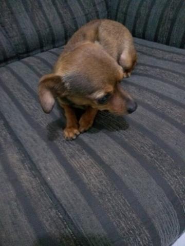 Vendo uma Pinscher - Foto 4