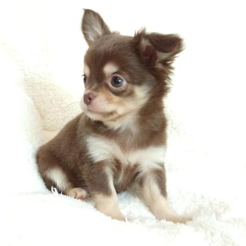 CHIHUAHUA fêmeas chocolate