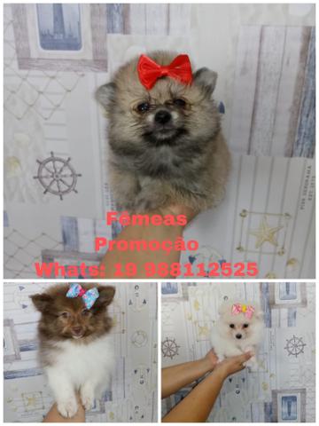 Fêmeas de Lulu da Pomerânia na Promoção