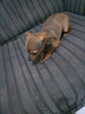 Vendo uma Pinscher - Foto 5