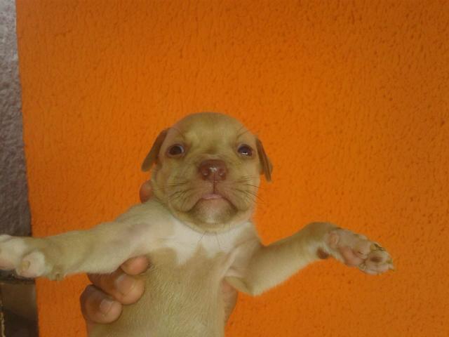 Vendo filhotes de pitbull red - Foto 4