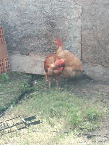 Vendo galinha de capoeira