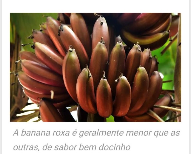 Muda de banana roxa ou são Tomé