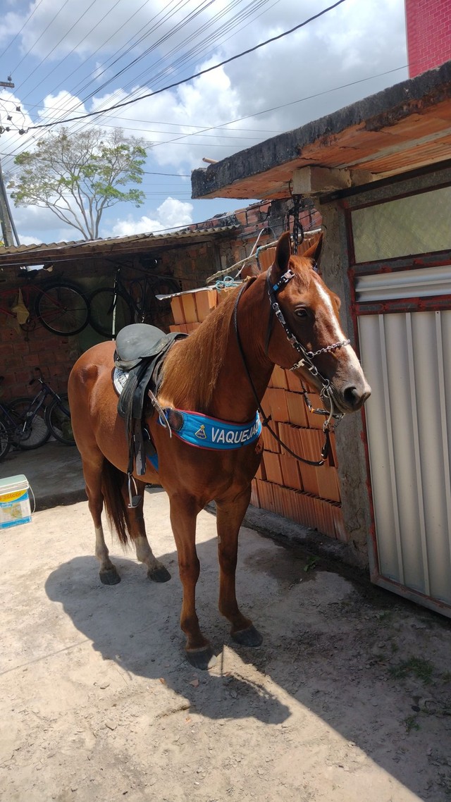 Cavalo    para tudo