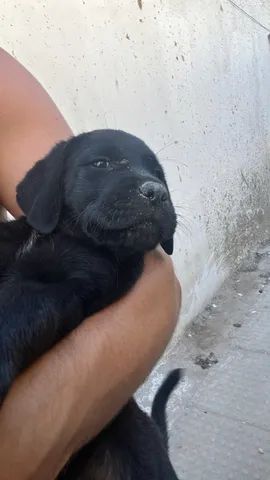 Filhotes de Labrador - Foto 6