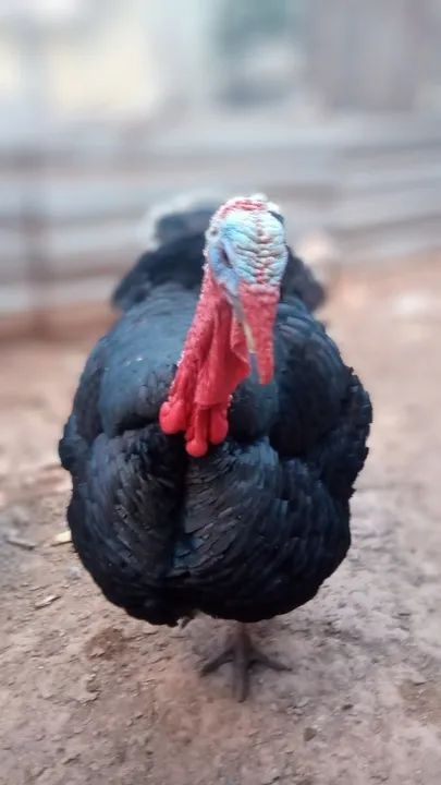 Vendo perus  - Foto 2