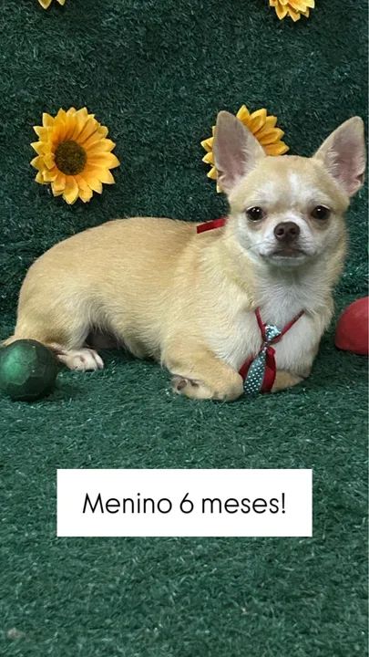 Lulus e chihuahua  - Foto 2