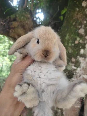 DIA DAS CRIANÇAS - Coelho Mini Lop Uruguaio - Foto 3