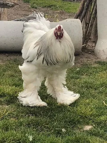 Galo e Galinha Brahma