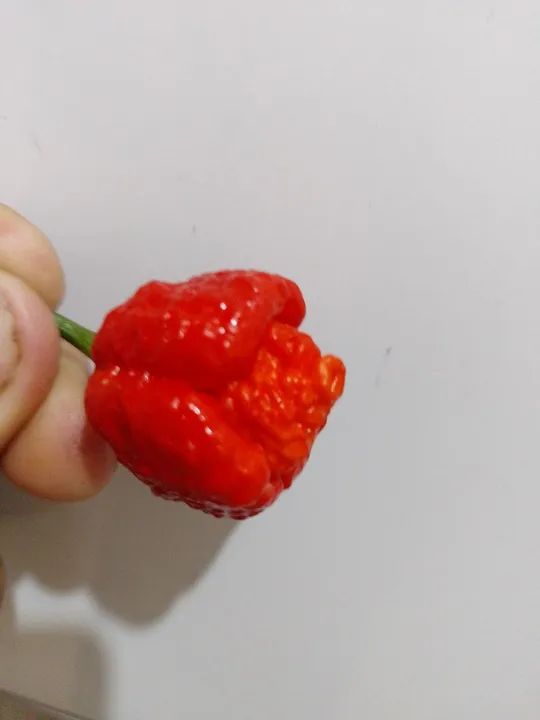Trinidad Scorpion Moruga pimenta nuclear  - Foto 3