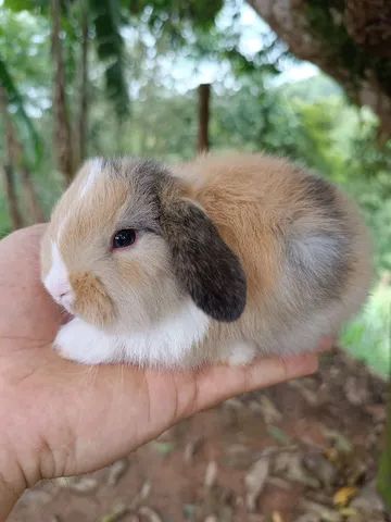 DIA DAS CRIANÇAS - Coelho Mini Lop Uruguaio