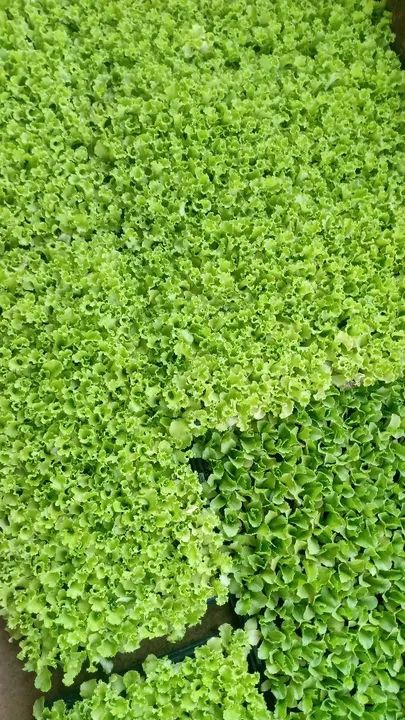 Mudas de Alface prontas para o plantio