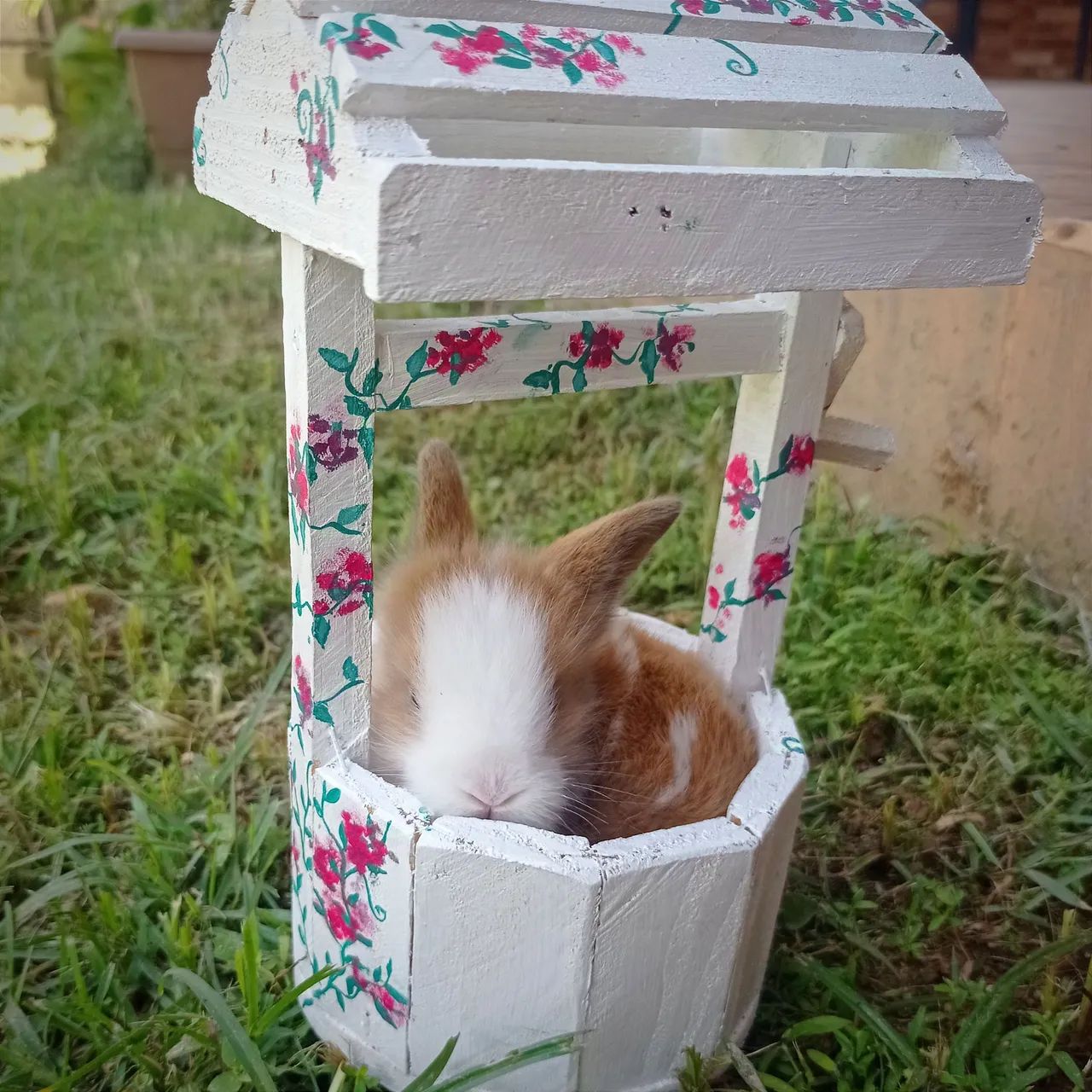 Coelho mini filhote - Foto 6