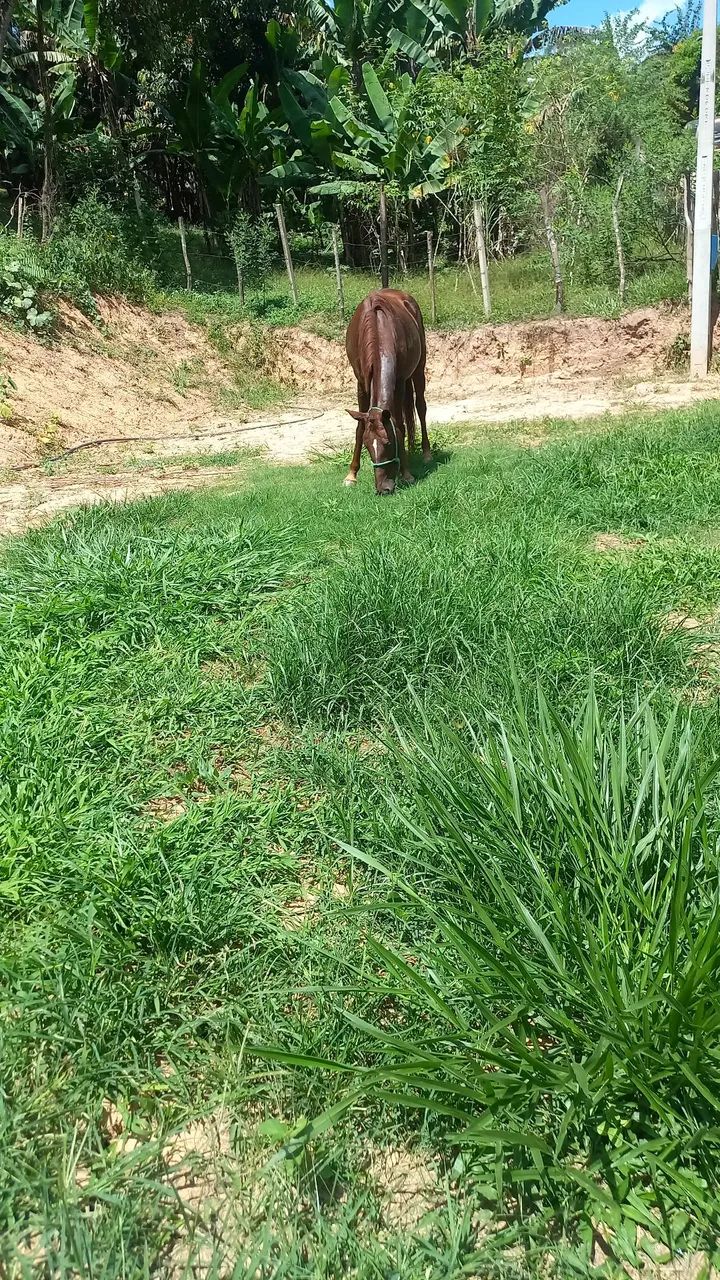 Égua de 7 anos  - Foto 5