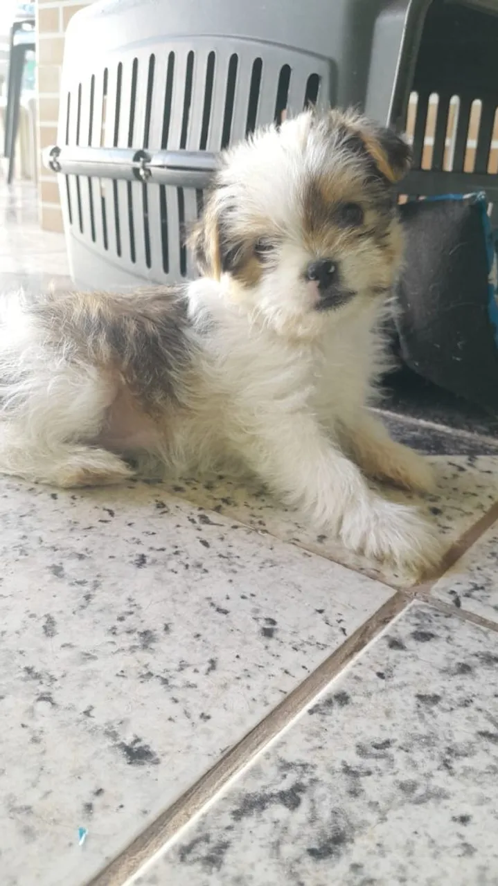 Filhote de Shih Tzu