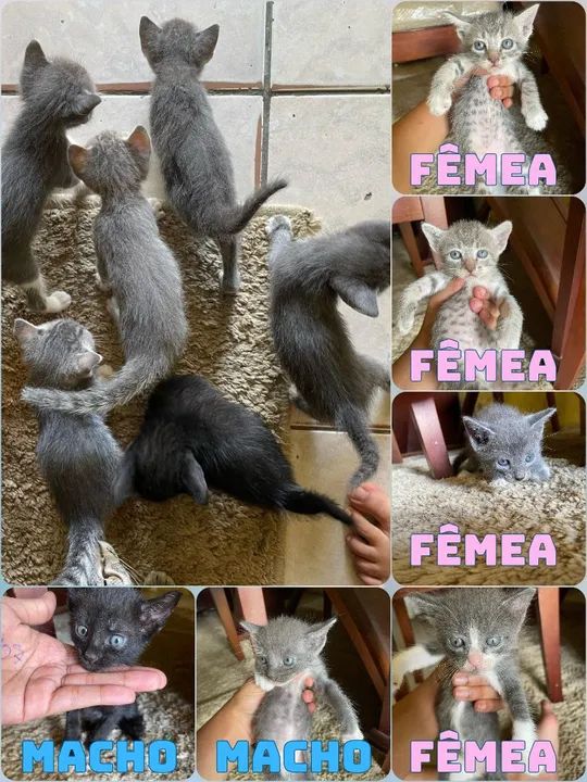 Gatinhos fofinhos para adoção