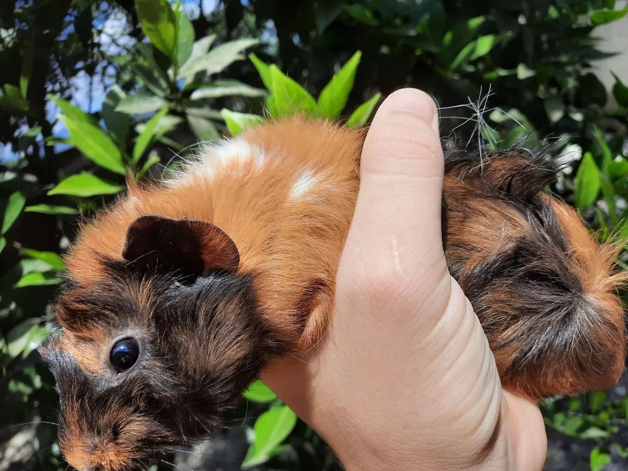 Porquinho da Índia Filhote - Foto 3