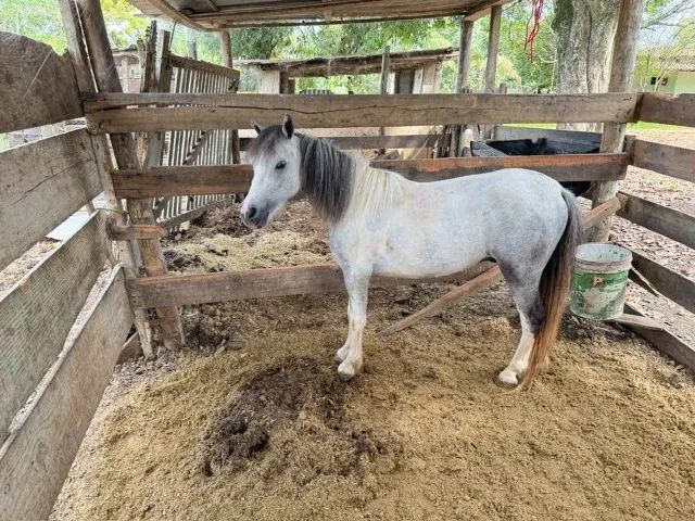 Ponei com charrete - Foto 5