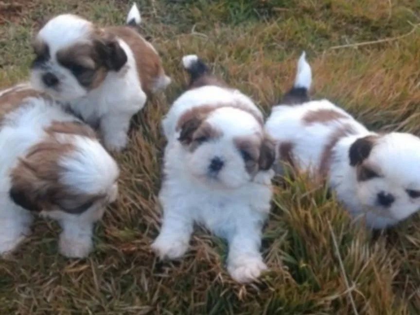 Lindos filhotes de shihtzu mini c garantia e micro chip 