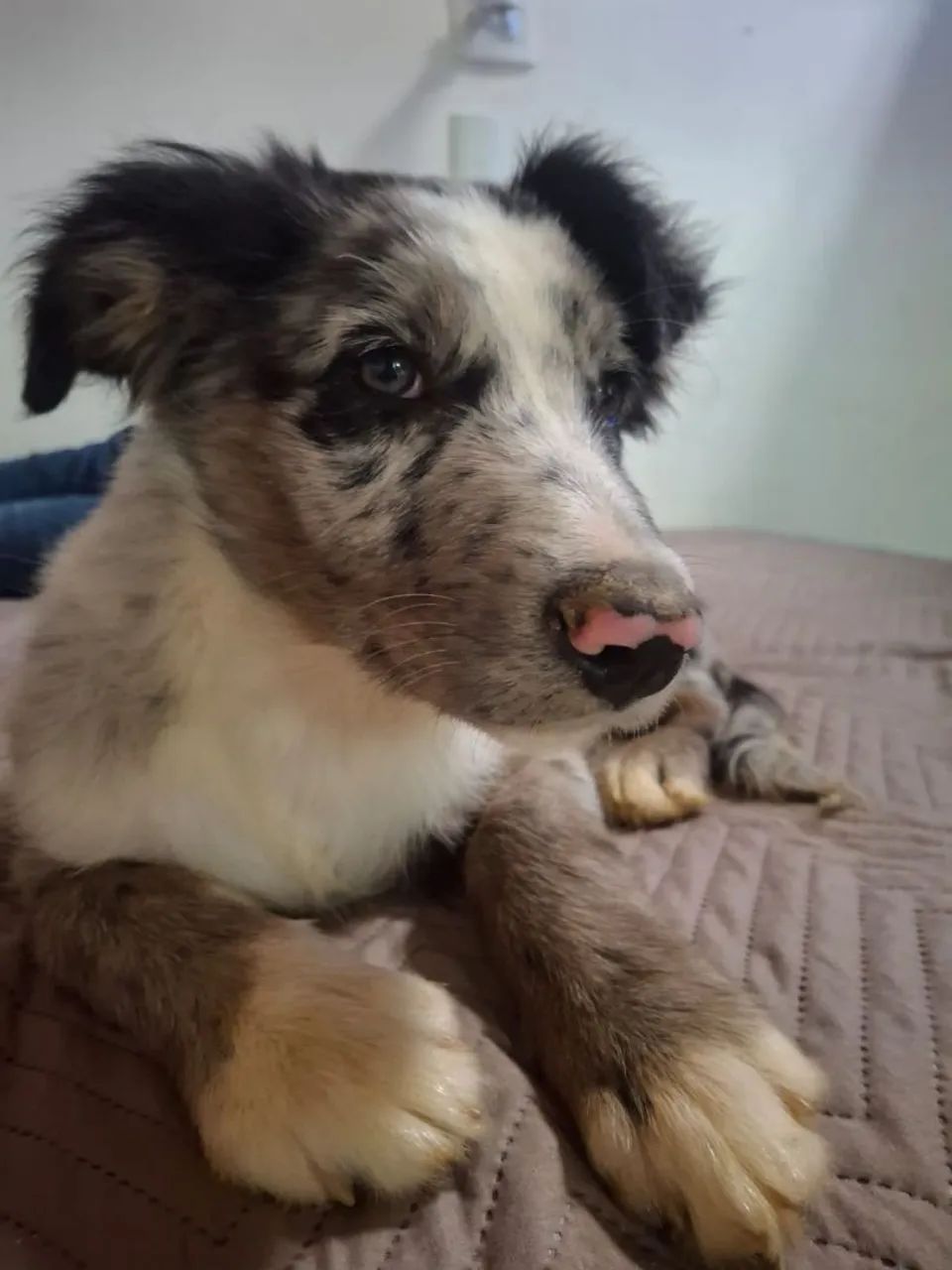 Filhote Border Collie - Macho BlueMerle