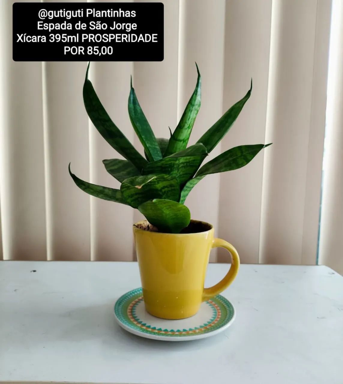 3 Plantas Espada de São Jorge por R$150,00  - Foto 2