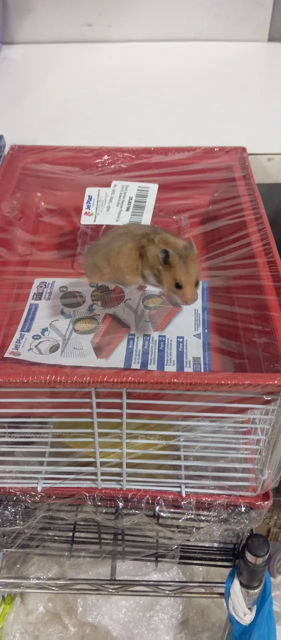 Hamster + Gaiola , fazemos entregas! - Foto 3