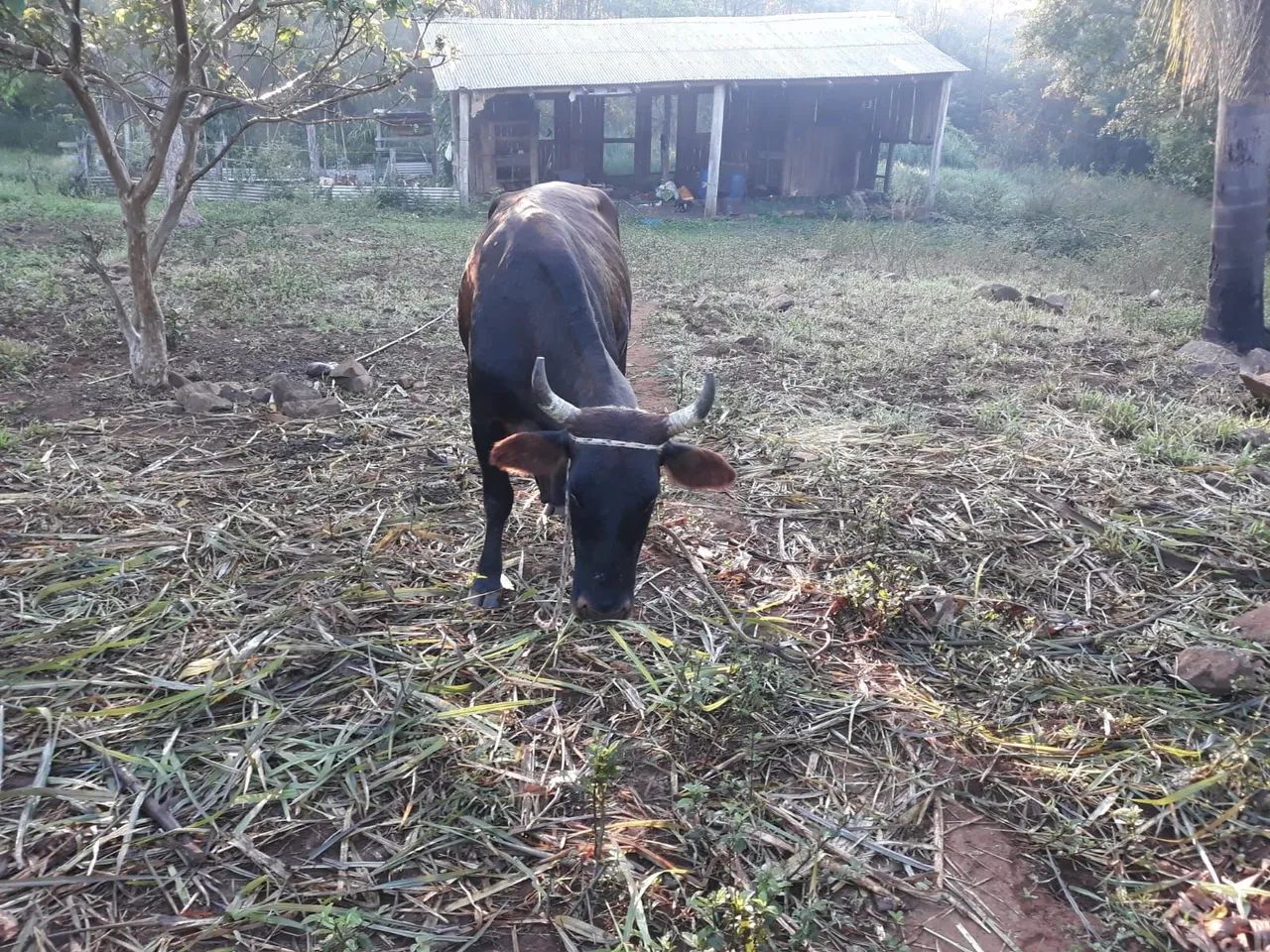 Vaca Zebu Negra e maron - Foto 2