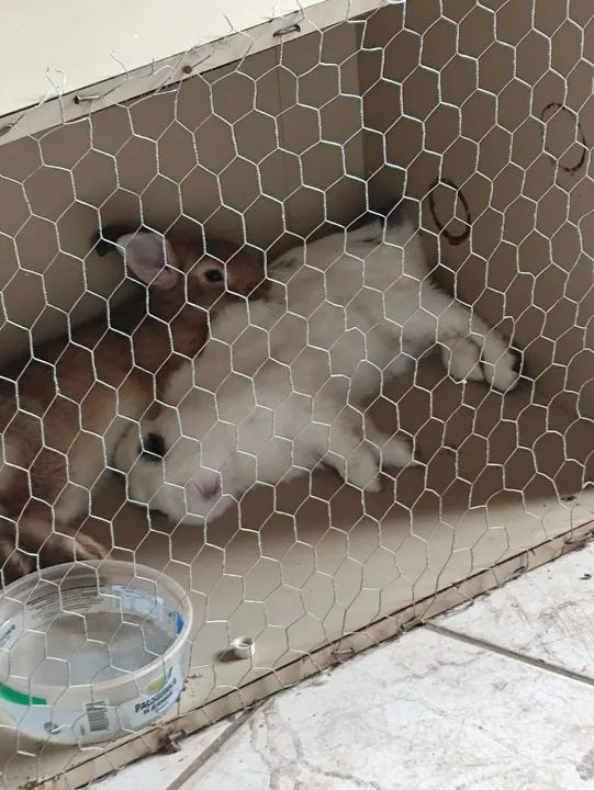 Coelho Adulto (Macho)