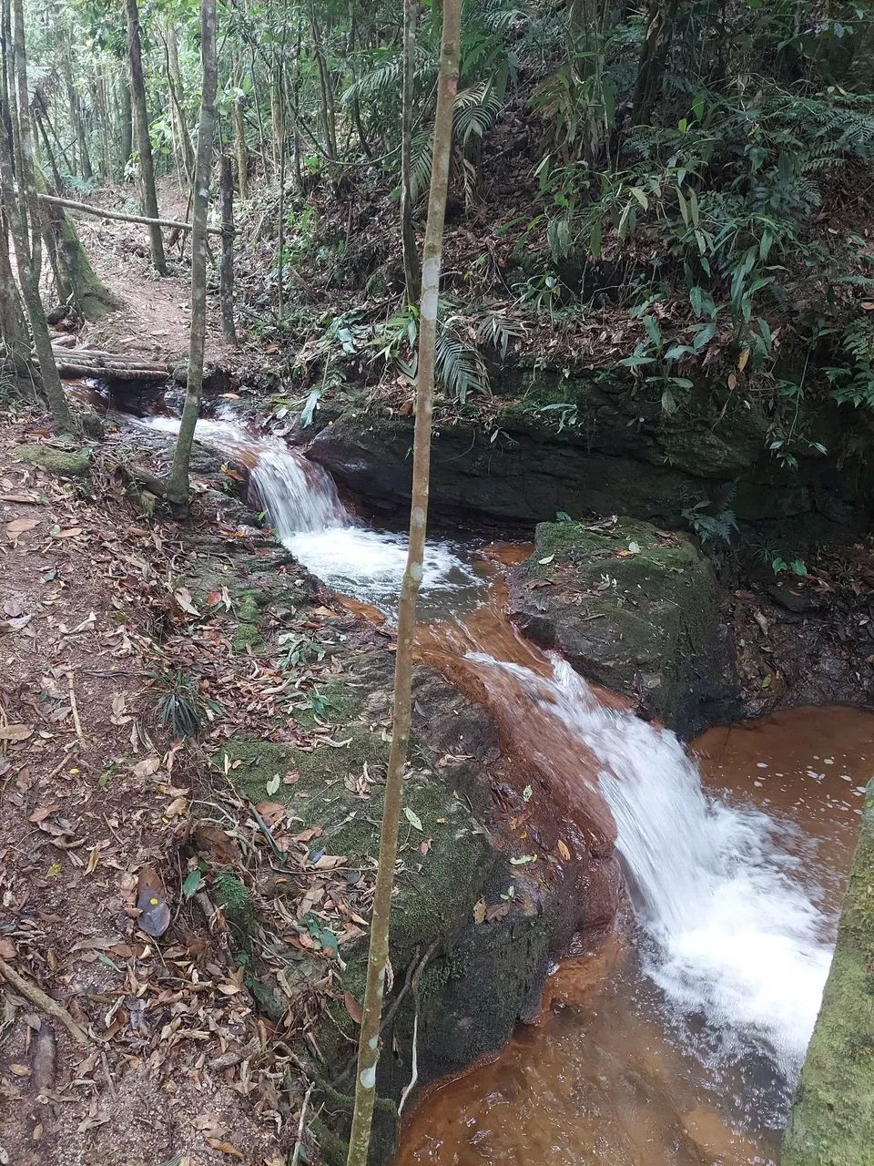 Terreno 24000m2 - 8km Sao Roque da Maravilha - Foto 7