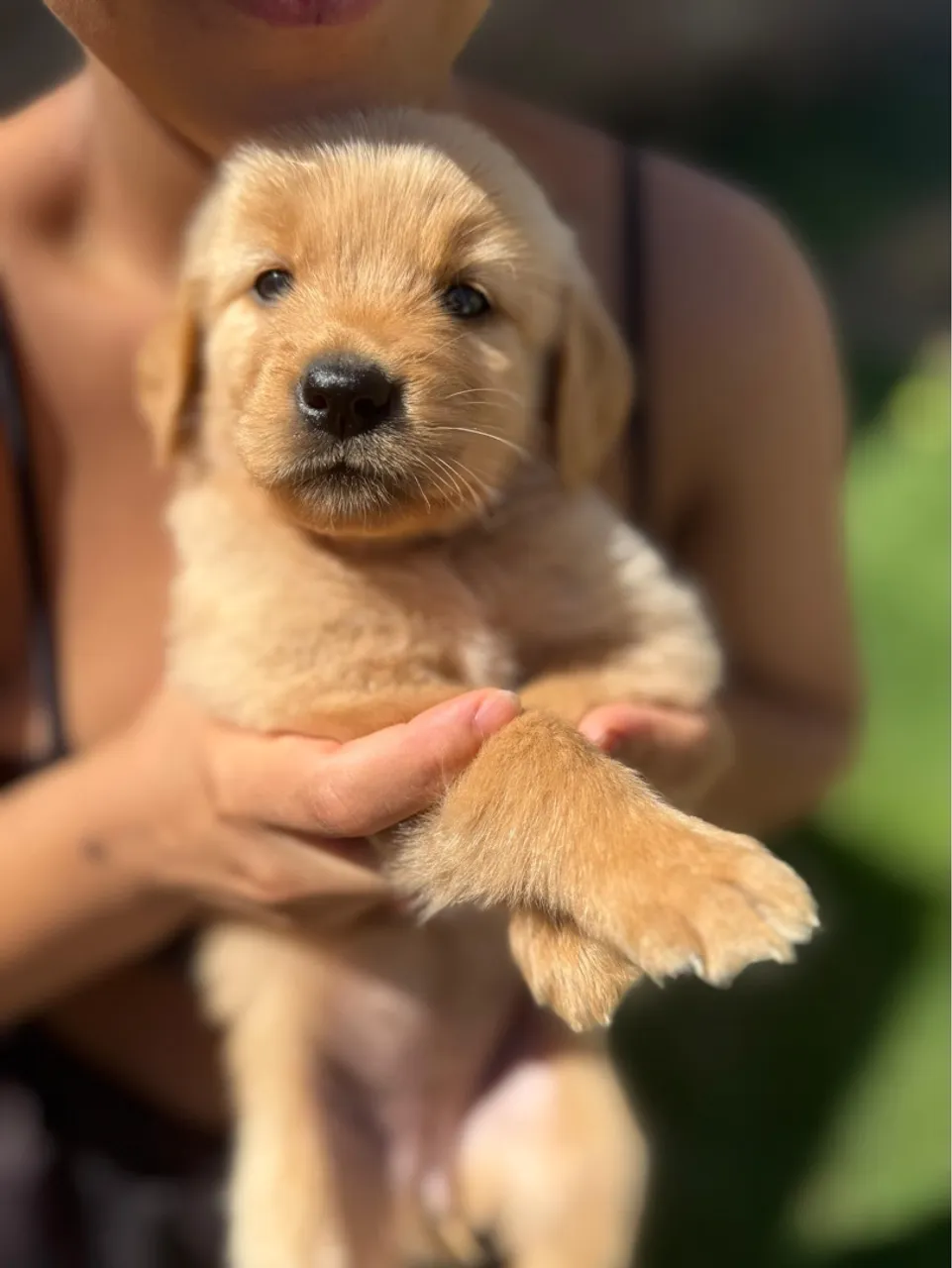 Filhotes de GOLDEN RETRIEVER