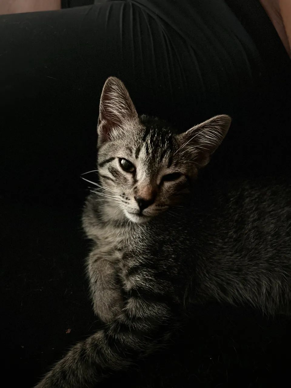 Adoção responsável gato macho castrado