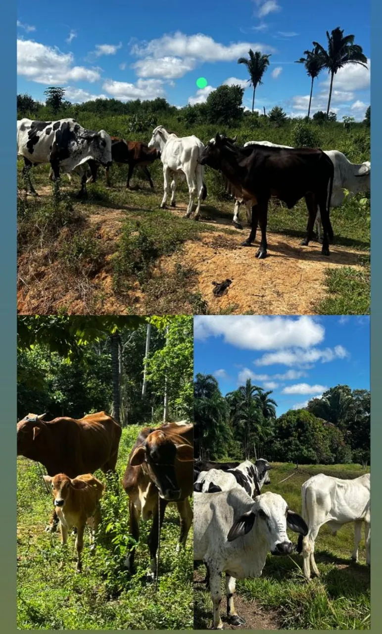 Vacas e Bezerros para Venda
