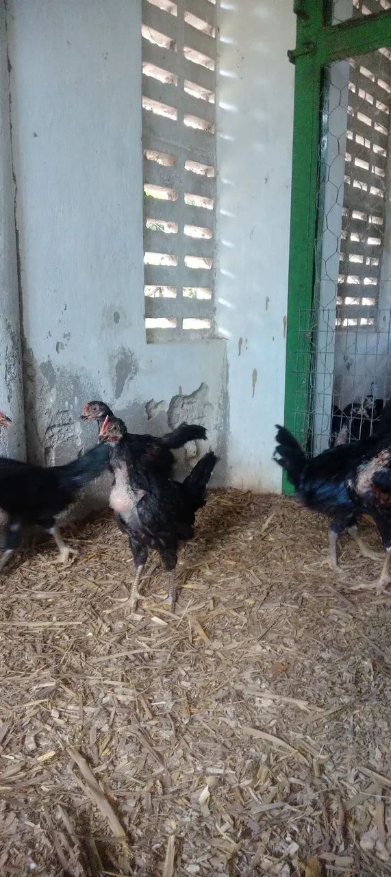 Pintinhos e frango caipira.  - Foto 2