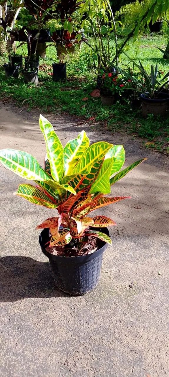 Croton petra
