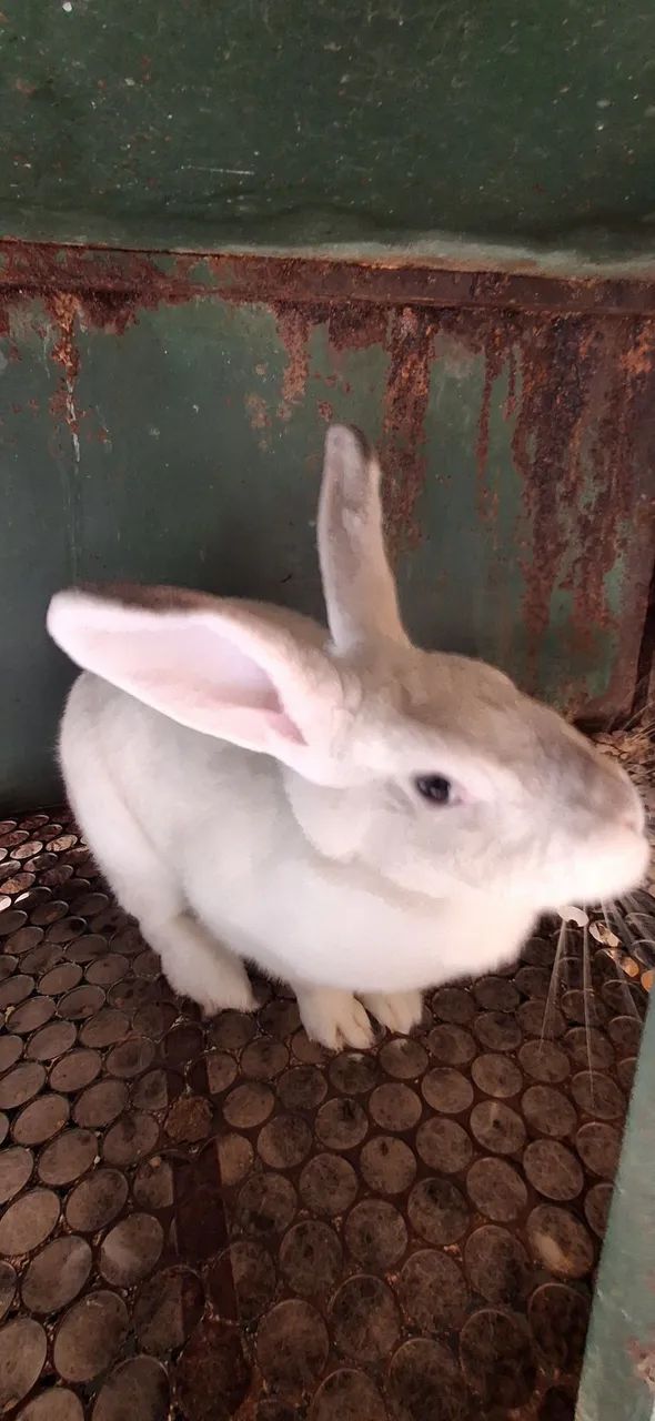 Coelha fêmea - Nova Zelândia  - Foto 2