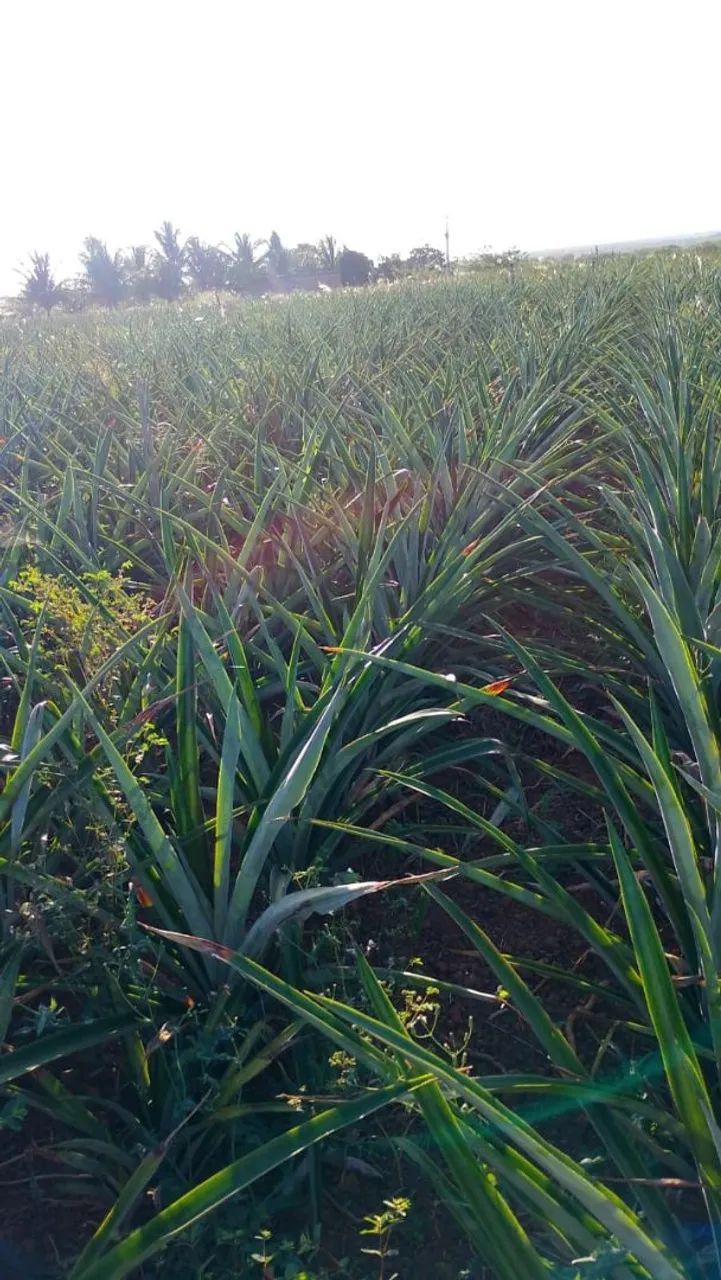 Lote com irrigação 40 hectares falar com José Bento * zap - Foto 2