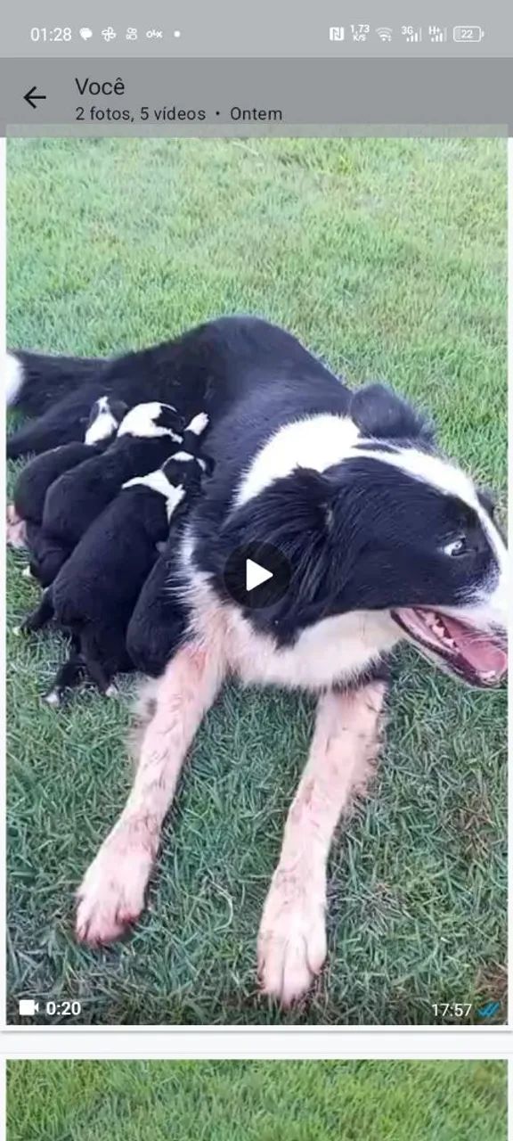 Filhotes Border Collie - Lindos! - Foto 2