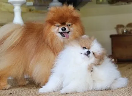Lulu da Pomerânia Peludinhos de Todas as Cores