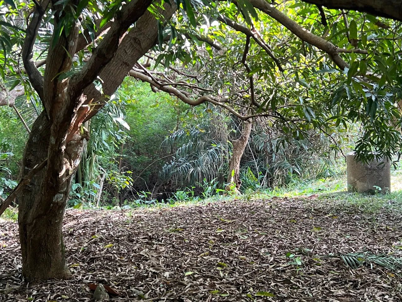 LINDO SÍTIO NO TIMBUBA - Foto 14