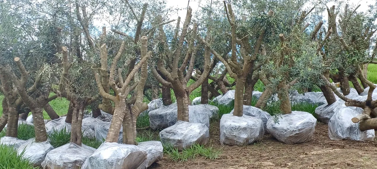 Oliveira, árvore santa