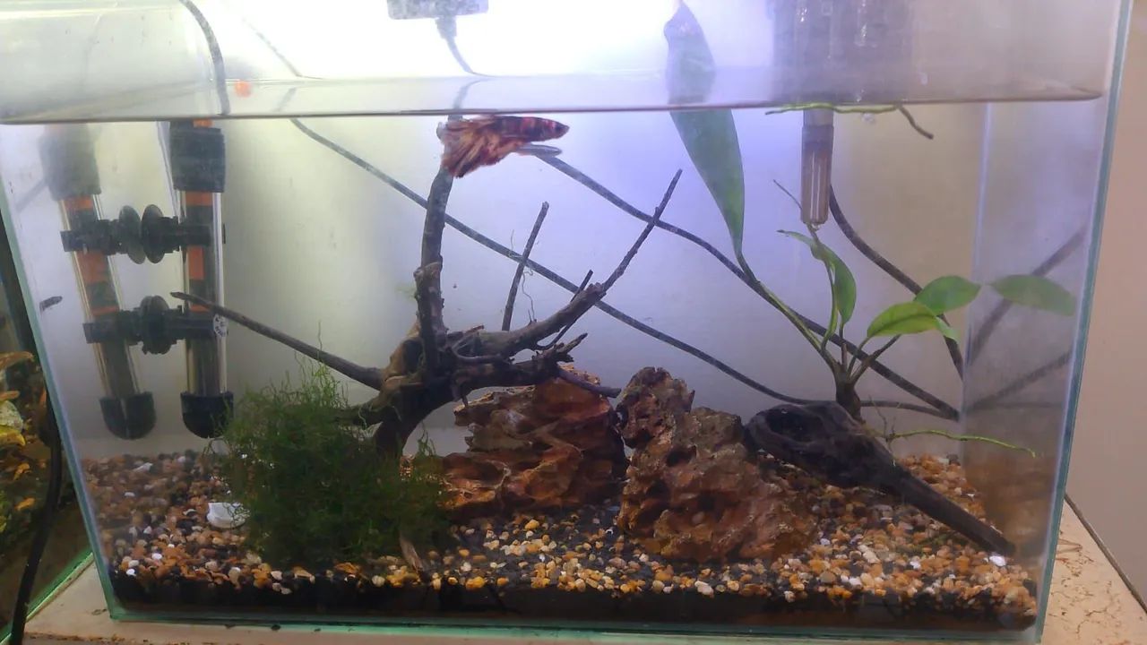 Aquário + acessórios + decoração e produtos 