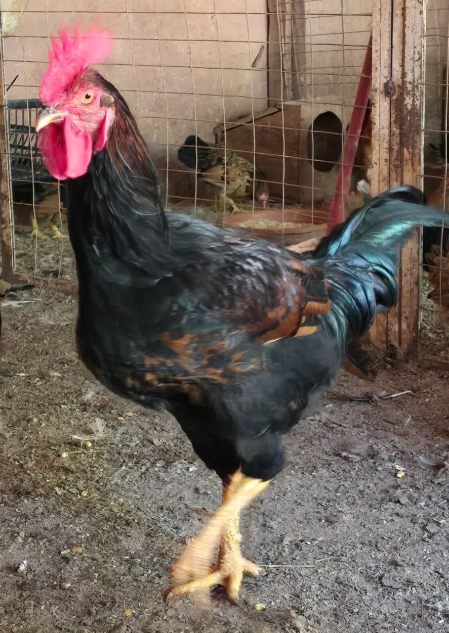 Frango GSB