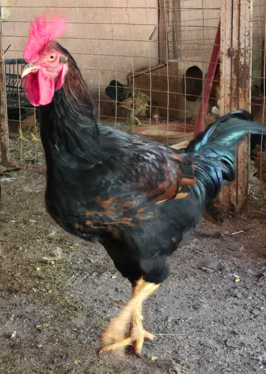 Frango GSB