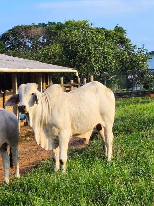 Touro Brahman Jovem  - Foto 2