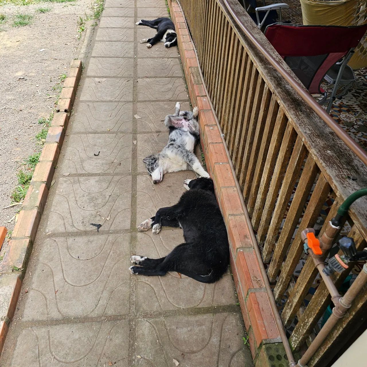 Filhotes border colie