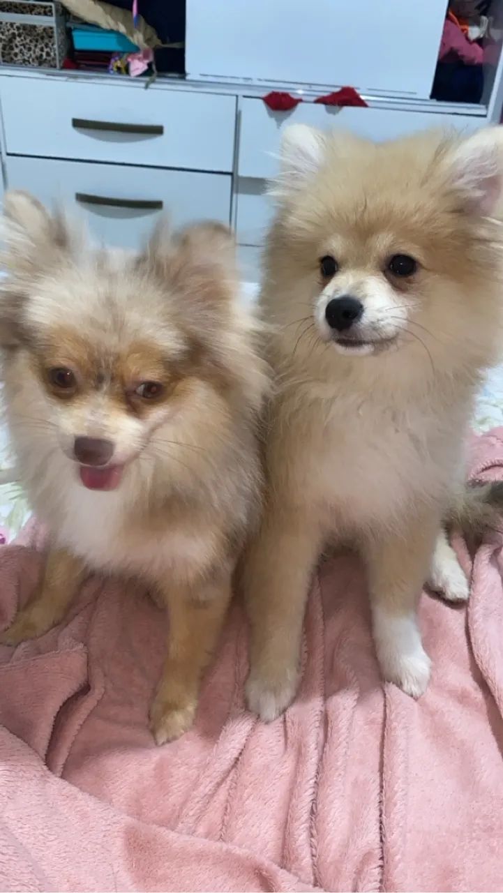 Filhotes de Spitz Alemão disponíveis para adoção! - Foto 2
