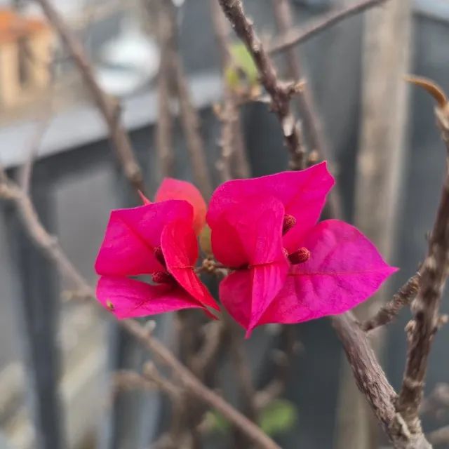 Muda de Primavera - Grande