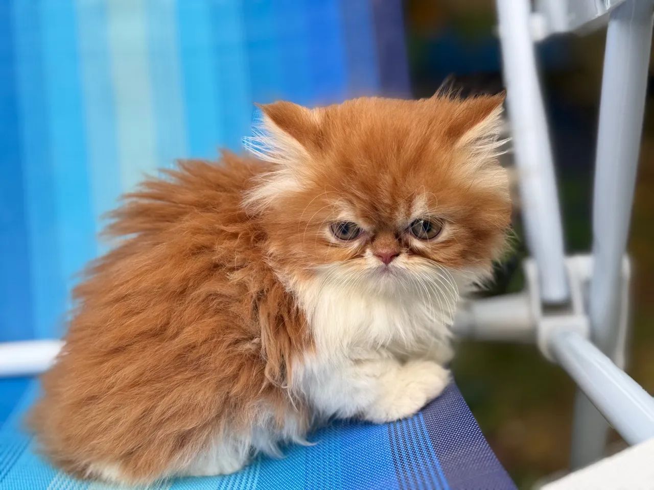 Gatinho Persa macho em Querência - MT - Foto 3