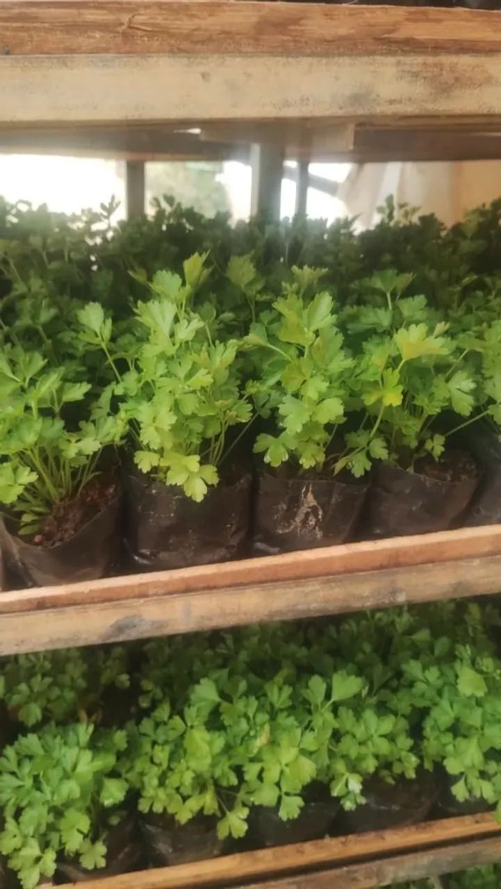Ervas e temperos naturais,monte a horta na sua casa por ótimo preço  - Foto 5